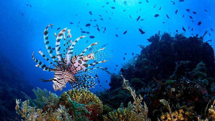 Bunaken National Marine Park