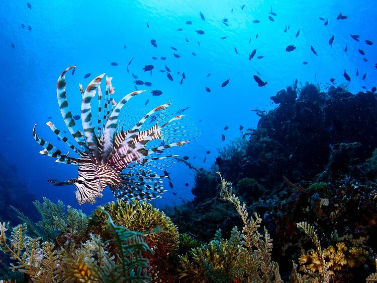 Bunaken National Marine Park