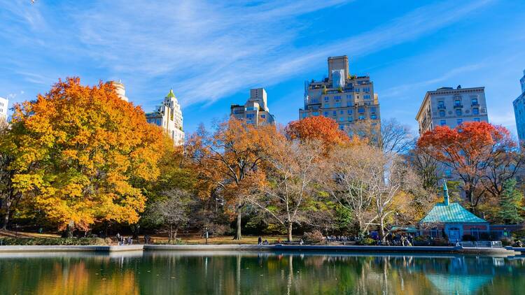 trees during the fall 