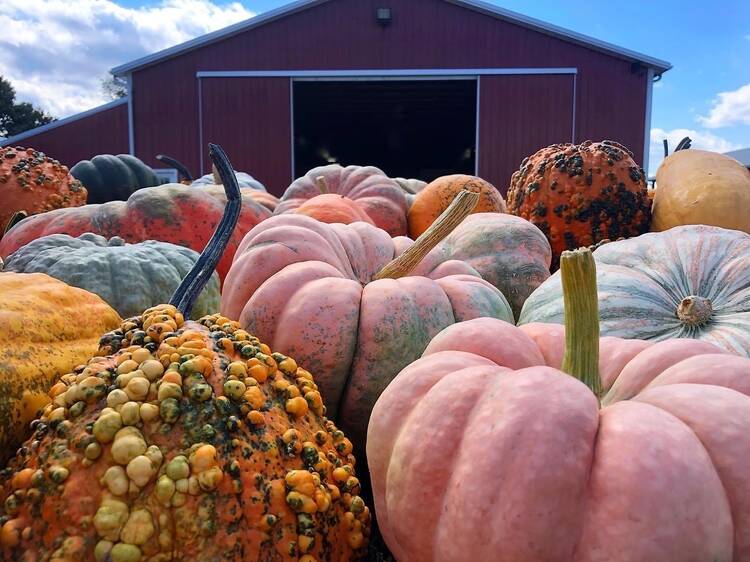 Pumpkins at Gaver Farm in Mt. Airy, Md. 