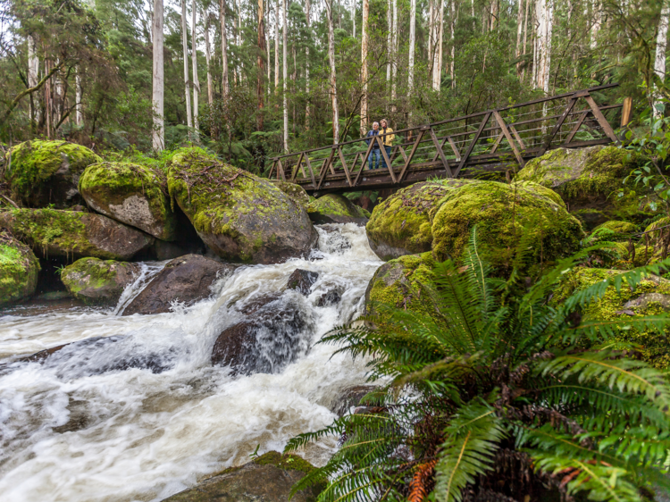 A couple standing on a bridge gazing over the rushing waters of the Toorongo Falls.