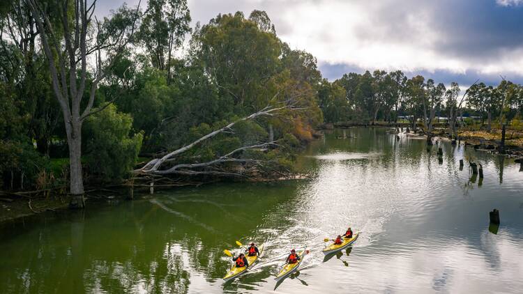 People kayaking down the Murray River.