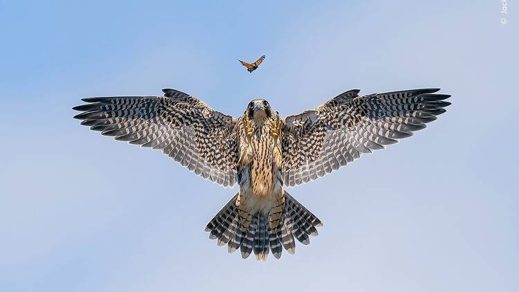 Jack Zhi photograph from Wildlife Photographer of the Year