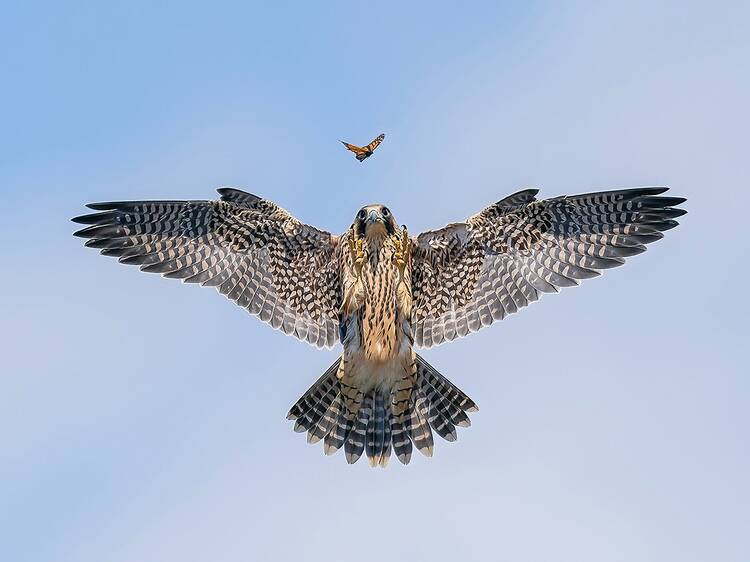 These mesmerising shots triumphed at Wildlife Photographer of the Year 2024