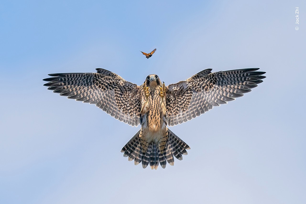 These mesmerising shots triumphed at Wildlife Photographer of the Year 2024