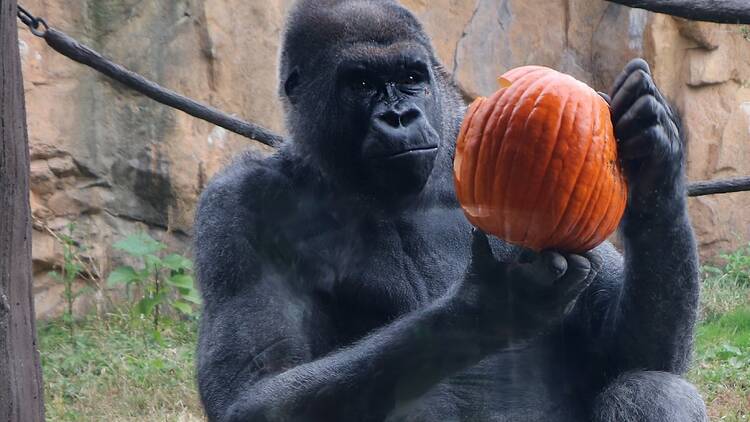 Joe the gorilla at Franklin Park Zoo Halloween