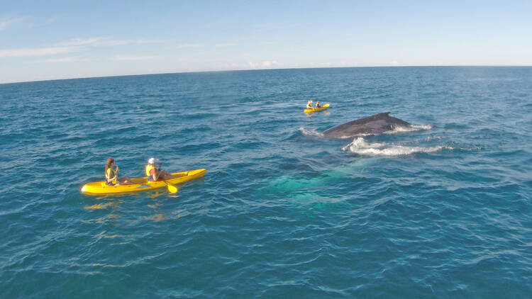 Spot dolphins on a kayaking tour