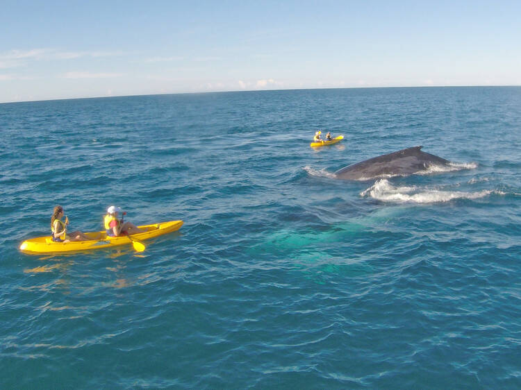 Spot dolphins on a kayaking tour