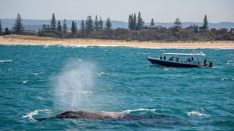 Swim with humpback whales