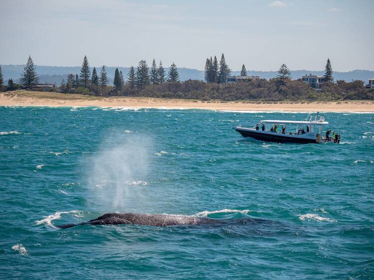 Swim with humpback whales