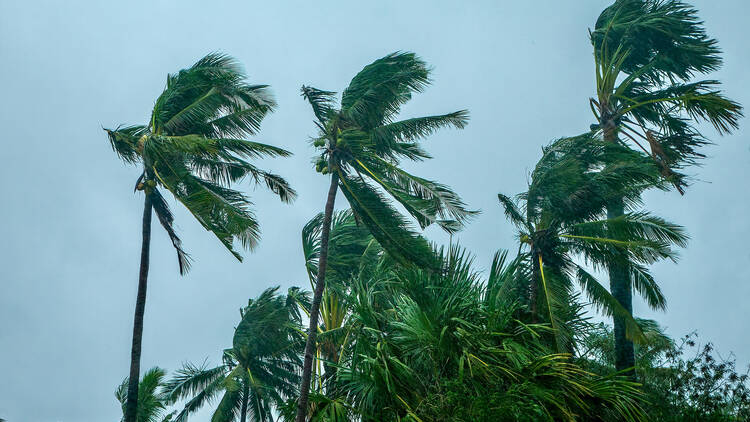 Hurricane winds palm trees