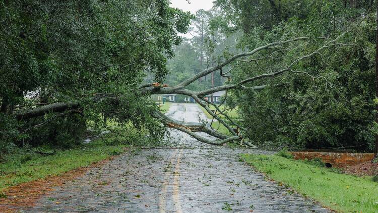 Fallen tree due to hurricane