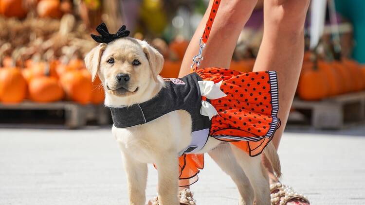 Pumpkins & Palm Trees Fall Festival at Las Olas Oceanside Park