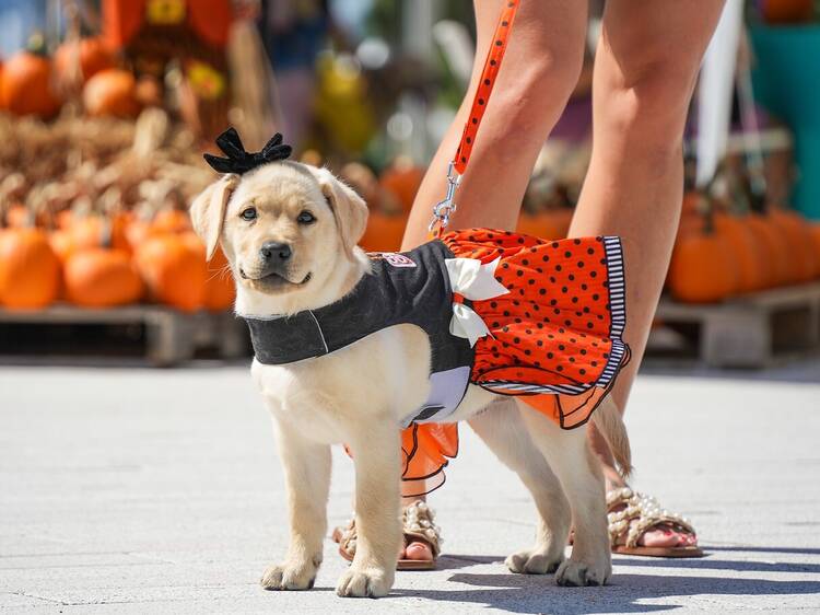 Pumpkins & Palm Trees Fall Festival at Las Olas Oceanside Park