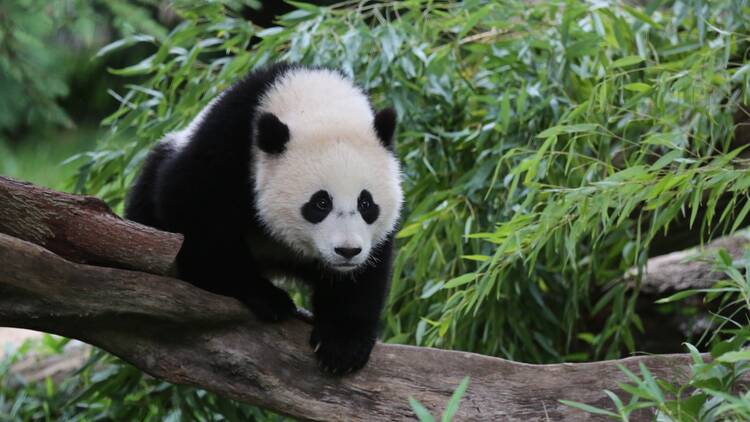 Giant panda cub Bao Bao, who was born at the zoo in 2013 and left for China in 2017.