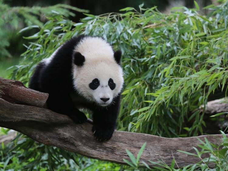 Two Giant pandas just arrived at the National Zoo in D.C. after flight from China