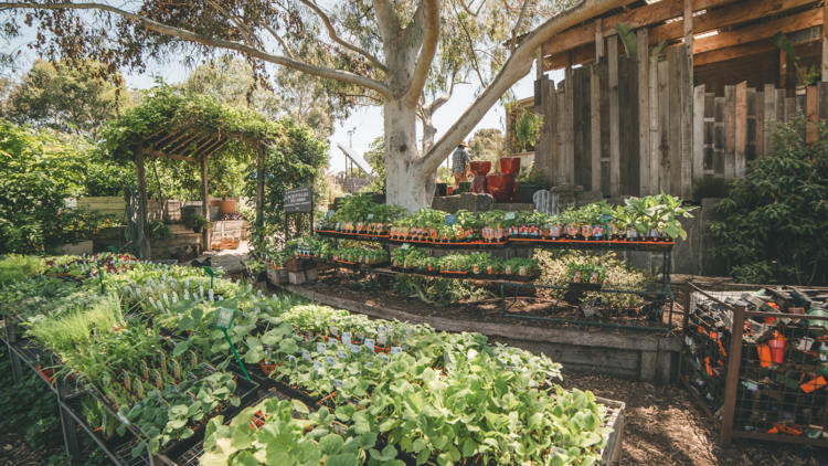 A plant nursery with rows of saplings. 