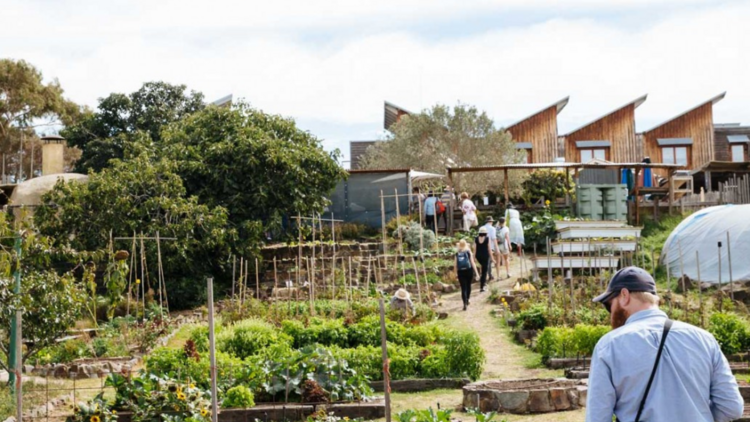 A vegetable garden with plant boxes filled with leafy growth. 