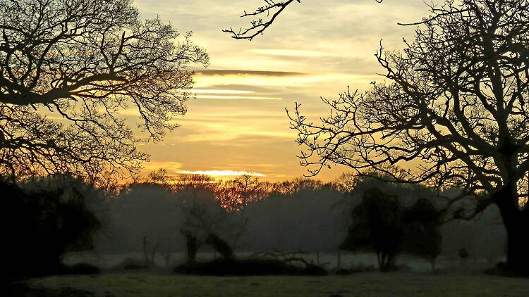 Hatfield Forest