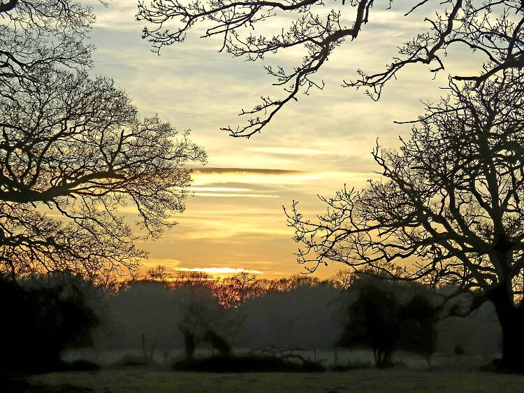 Hatfield Forest