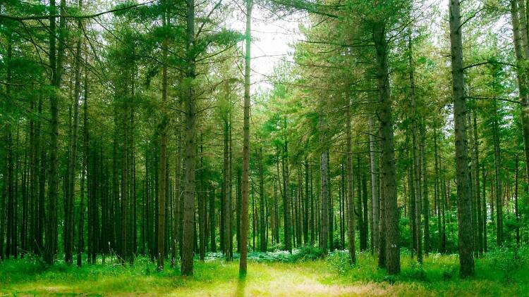 Thetford Forest