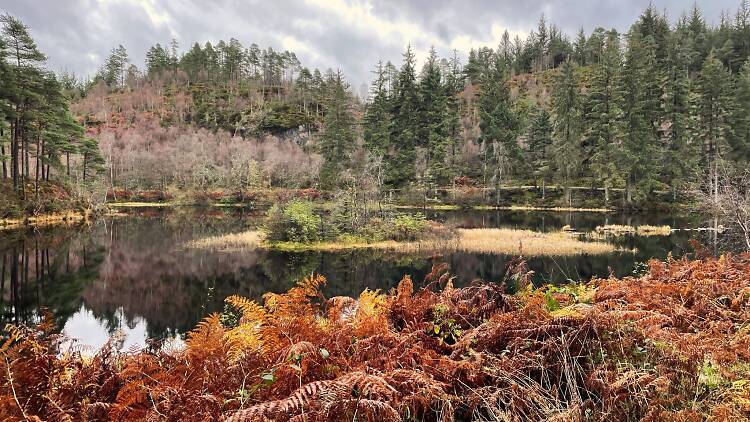 Loch Ard Forest