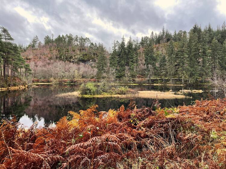 Loch Ard Forest