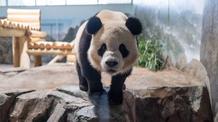 Bao Li at Smithsonian's National Zoo and Conservation Biology Institute in Washington, D.C.