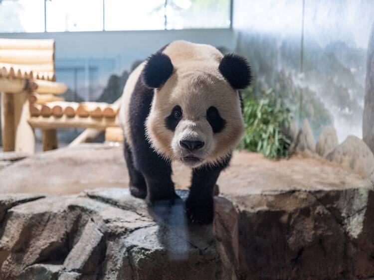 Visitors can see the National Zoo's giant pandas starting January 24