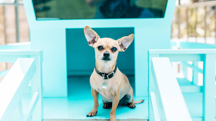 A chihuahua sits on a dog-sized lifeguard tower for Pup Fest.