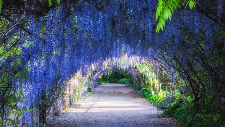 Adelaide Botanic Garden