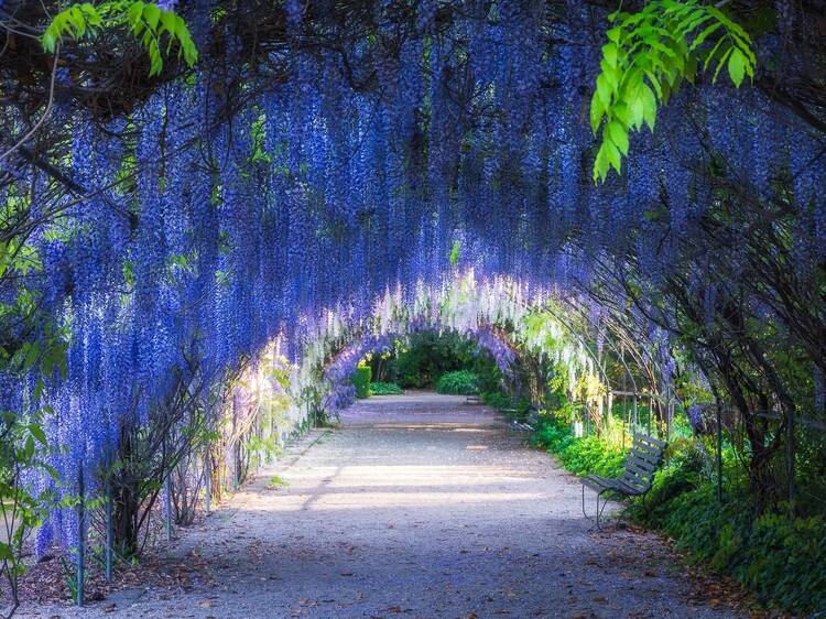 Adelaide Botanic Garden