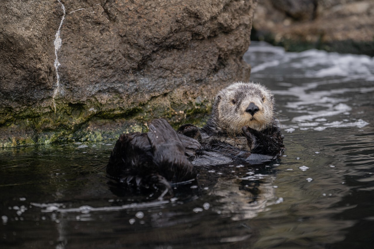 One of the new Southern sea otters at New York Aquarium