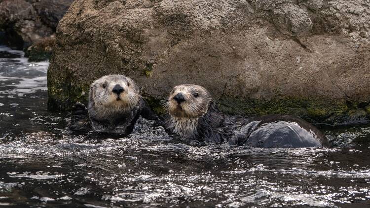 The two new sea otters that arrived at the New York Aquarium Thursday