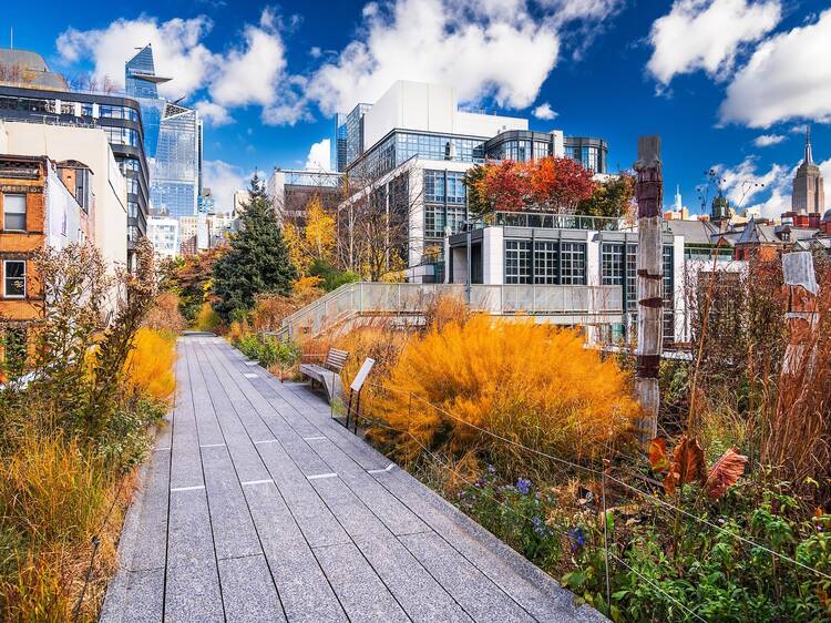 Foliage on the High Line during autumn season.