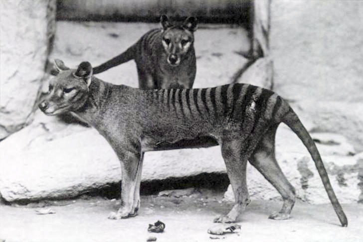 Black and white photo of Tasmanian tiger