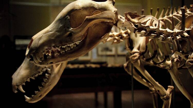 Thylacine skeletons