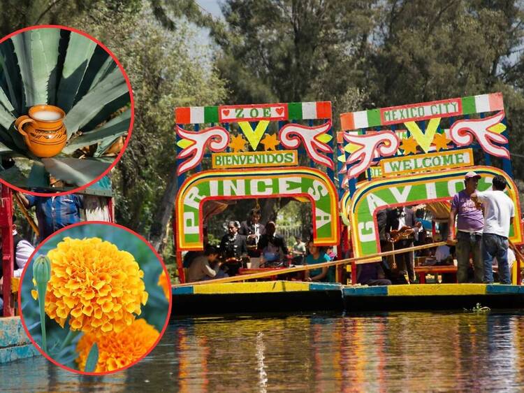 Feria del Pulque, La Pulquería en Xochimilco