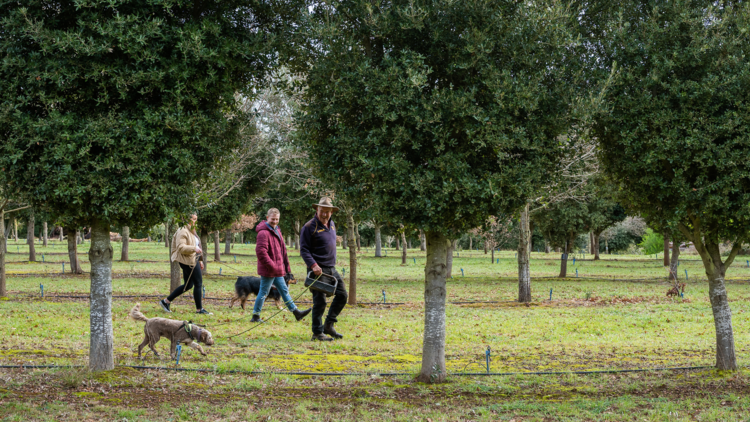 Group of people with a dog on a truffle hunt.