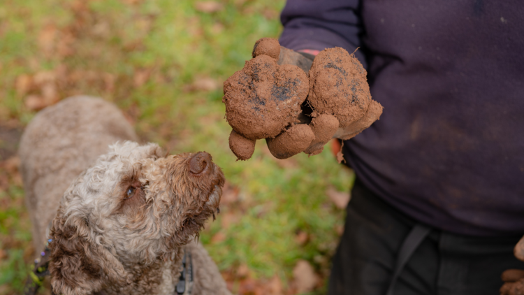 Dog on a truffle hunt.