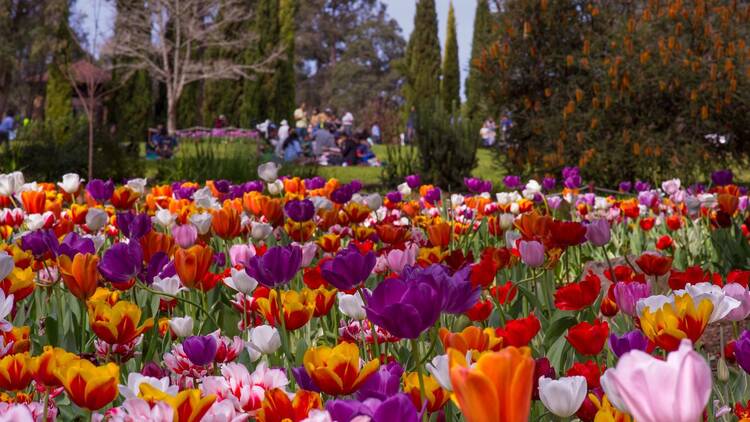 Araluen Botanic Park