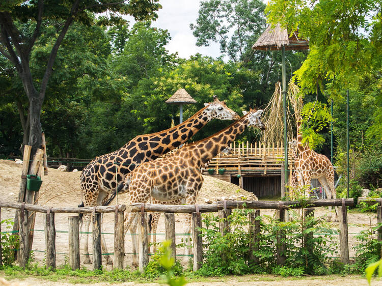 Budapest Zoo