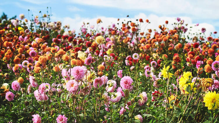 camp de dàlies, flors