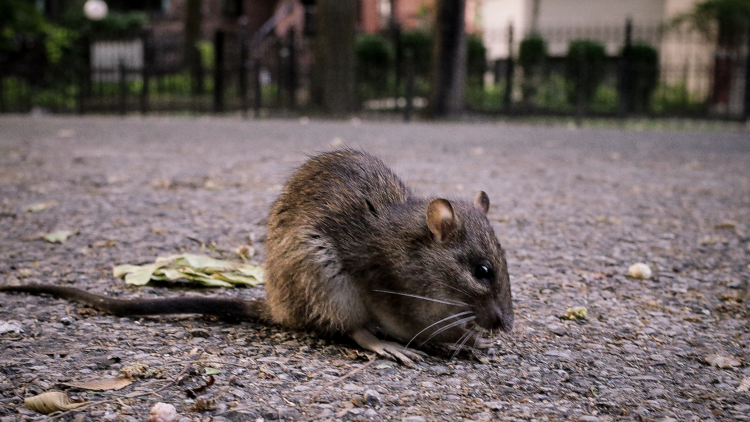 Rat in Chicago