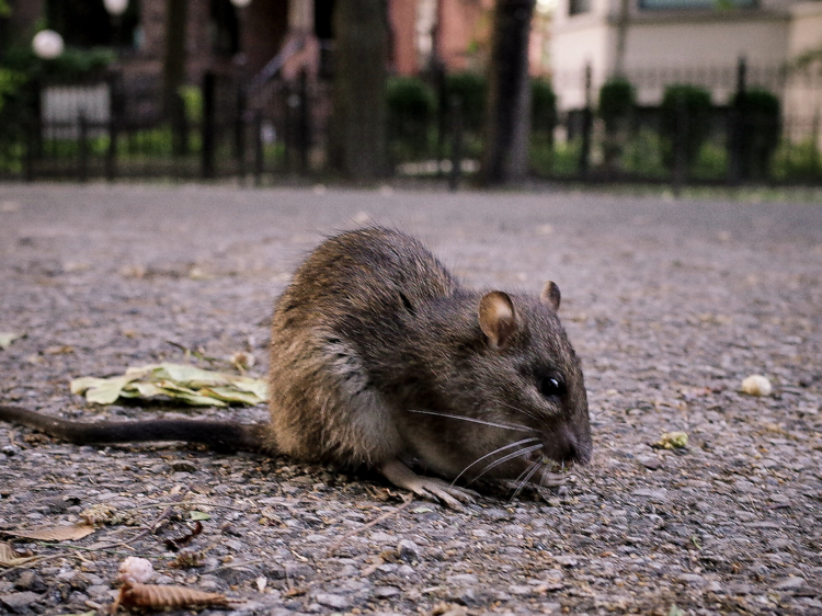 Once again, Chicago was voted 'rattiest city' in America