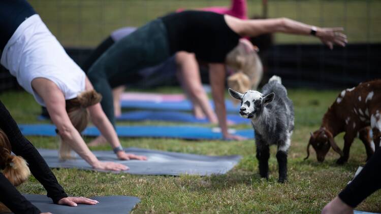 Gobble Gobble Goat Yoga