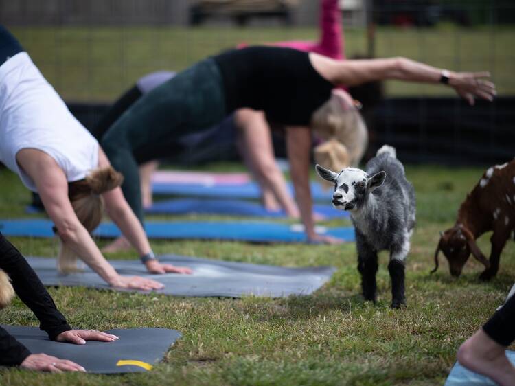 Gobble Gobble Goat Yoga