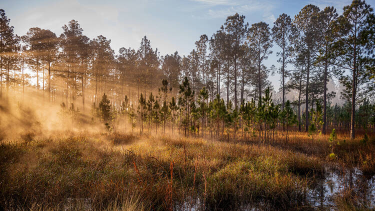 Ocala National Forest Nat Geo