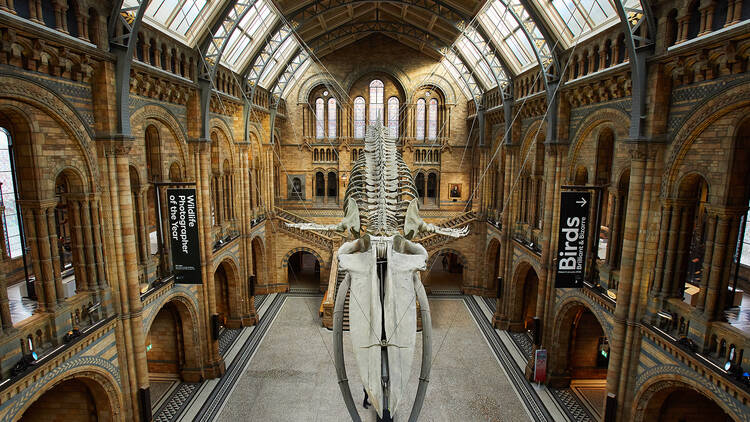 Natural History Museum London Info Infoupdate