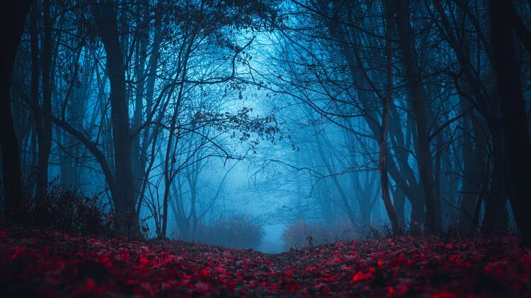 Haunted forest